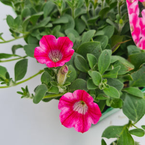Petunia Trailing Rose Star