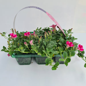 Petunia Trailing Rose Star