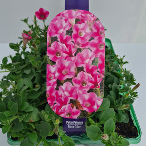 Petunia Trailing Rose Star