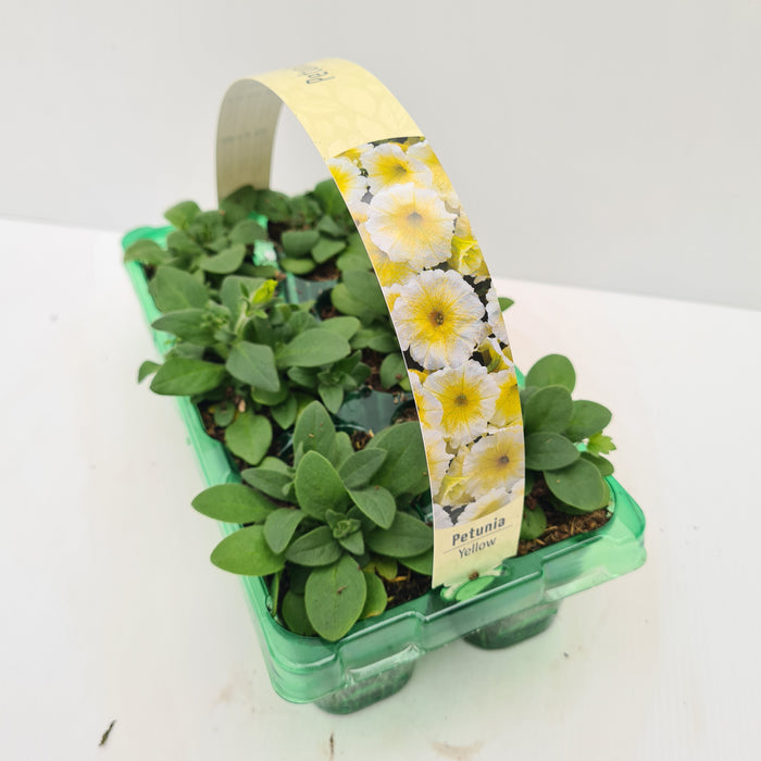 Petunia Yellow