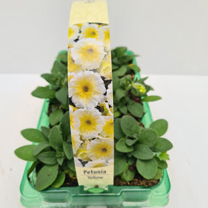Petunia Yellow