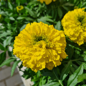 Marigold African Yellow