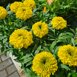 Marigold African Yellow