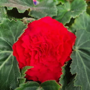 Begonia tuberous Nonstop Pink