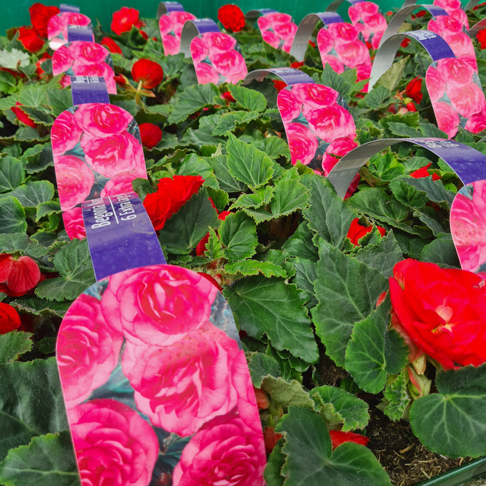 Begonia tuberous Nonstop Pink