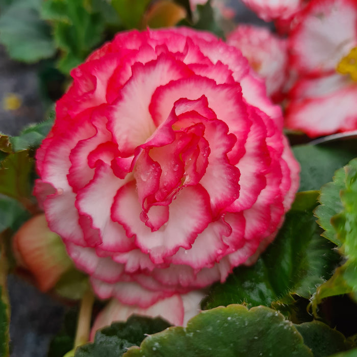 Begonia tuberous Nonstop Rose Picotee