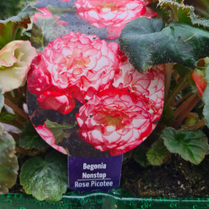 Begonia tuberous Nonstop Rose Picotee