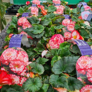 Begonia tuberous Nonstop Rose Picotee
