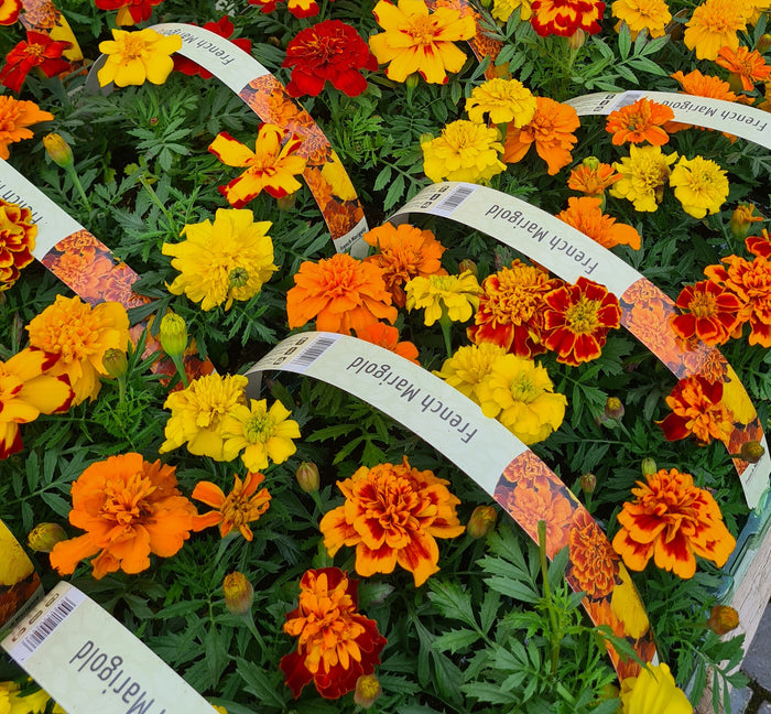 Marigold French Mixed