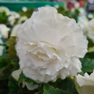 Begonia tuberous Nonstop White