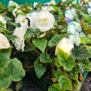 Begonia tuberous Nonstop White