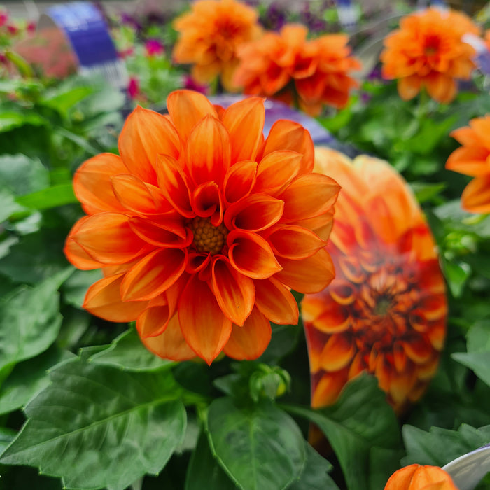 Dahlia Orange Carry Pack