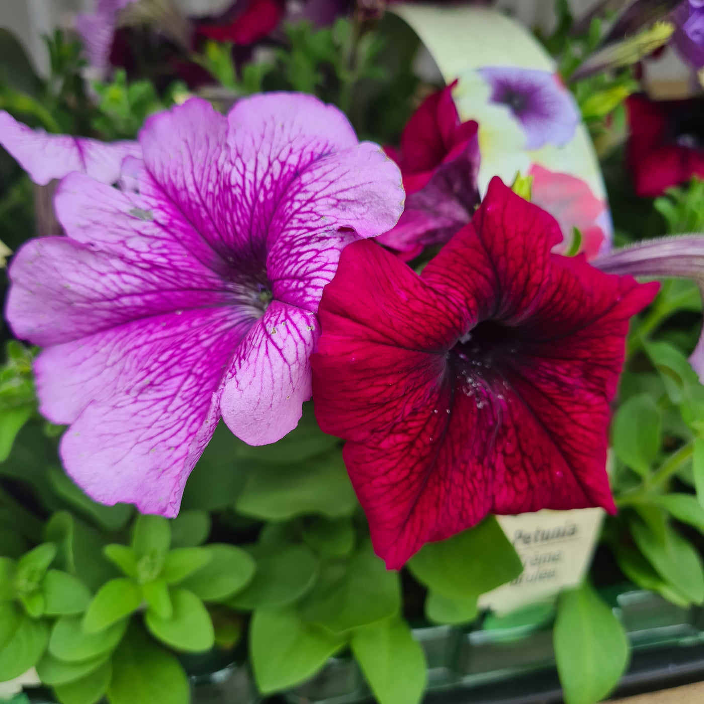Petunia Creme Brulee – Whitakers Garden Centre