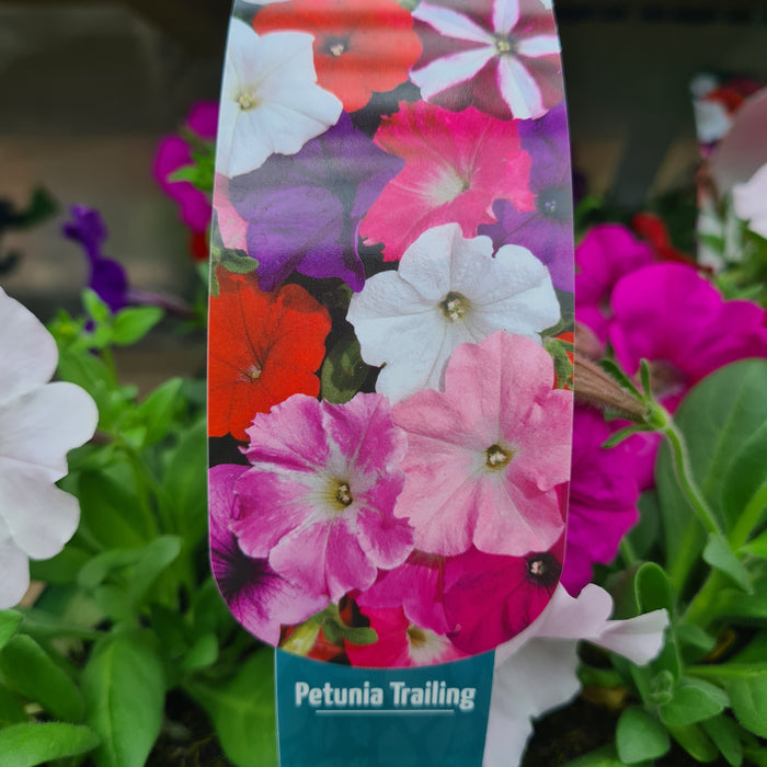 Petunia Trailing Mixed