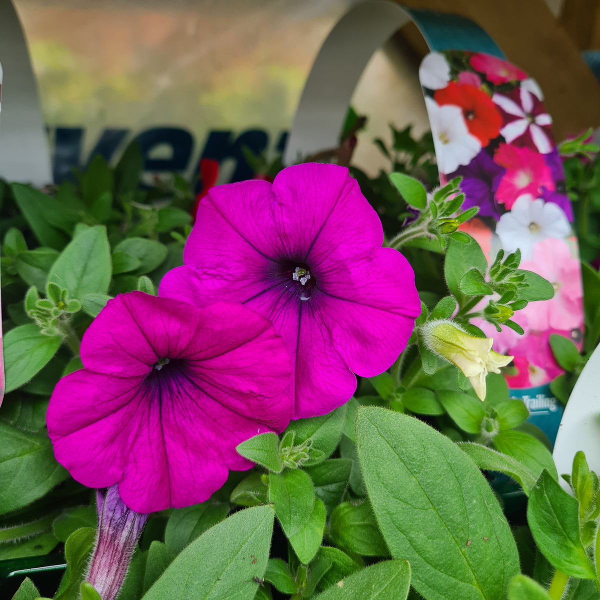Petunia Trailing Mixed – Whitakers Garden Centre