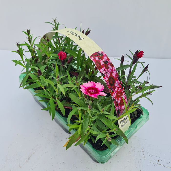 Dianthus Raspberry Carry Pack