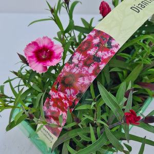 Dianthus Raspberry Carry Pack