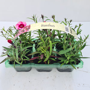 Dianthus Raspberry Carry Pack