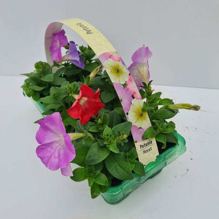 Petunia Monet