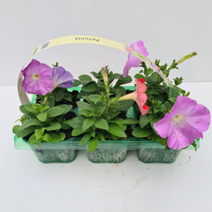 Petunia Monet