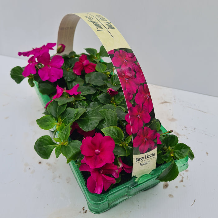 Impatiens Busy Lizzie Violet