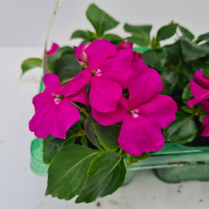 Impatiens Busy Lizzie Violet