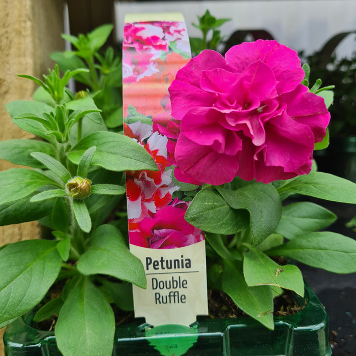 Petunia Double Ruffle