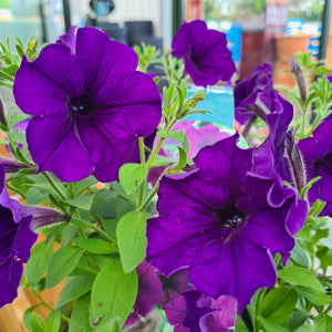 Petunia Trailing Blue