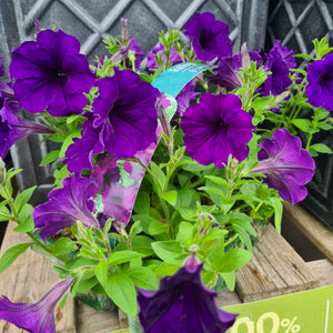 Petunia Trailing Blue