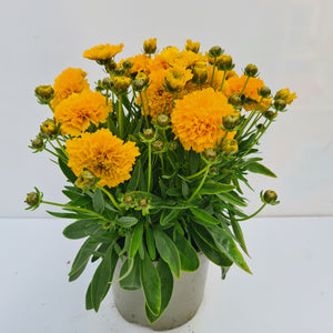 Coreopsis Golden Sphere