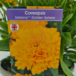 Coreopsis Golden Sphere