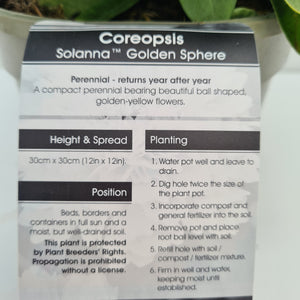 Coreopsis Golden Sphere