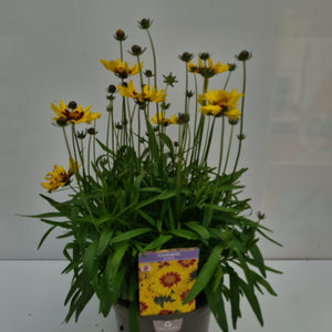 Coreopsis Sun Kiss