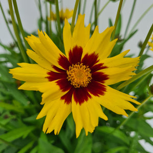 Coreopsis Sun Kiss