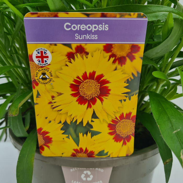 Coreopsis Sun Kiss