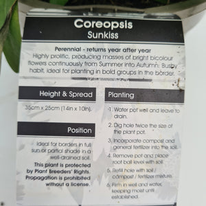 Coreopsis Sun Kiss