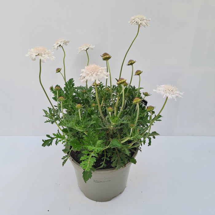 Scabiosa Flutter White Pure