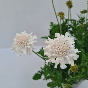 Scabiosa Flutter White Pure