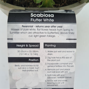Scabiosa Flutter White Pure