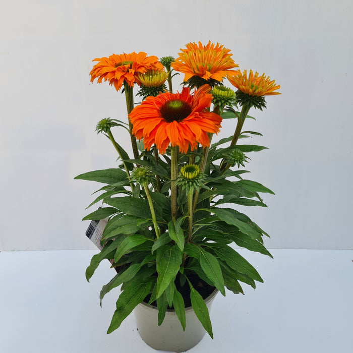 Echinacea Sunseekers Mineola