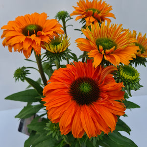 Echinacea Sunseekers Mineola