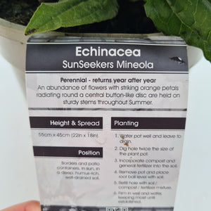 Echinacea Sunseekers Mineola