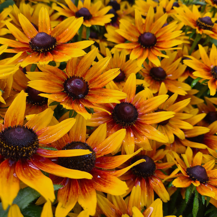 Rudbeckia Summerdaisy Compact Bicolor