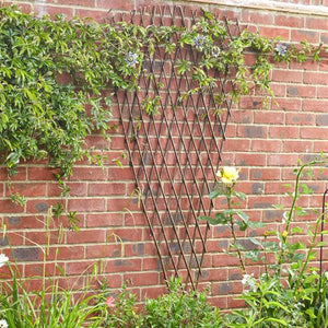 Expanding Fan Willow Trellis 1.75 x 0.9m