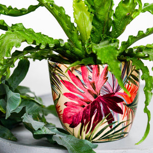 Monza Tropical Fuchsia Indoor Planter
