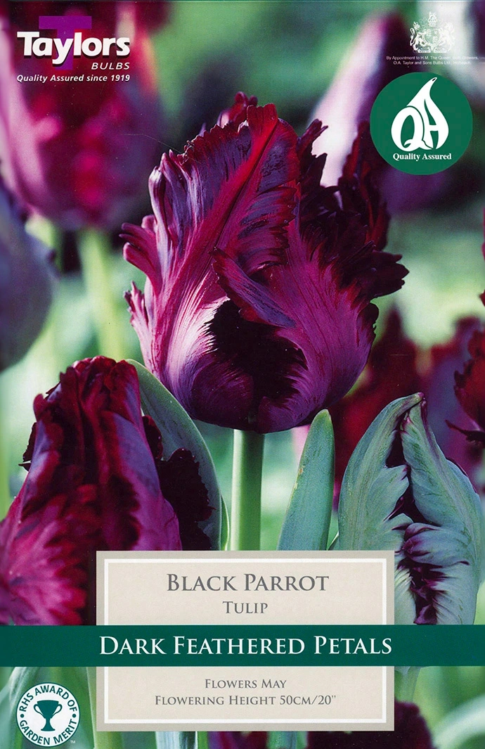 TULIP BLACK PARROT