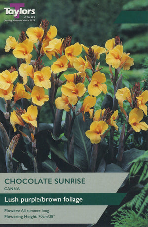 CANNA CHOCOLATE SUNRISE BULB PACK