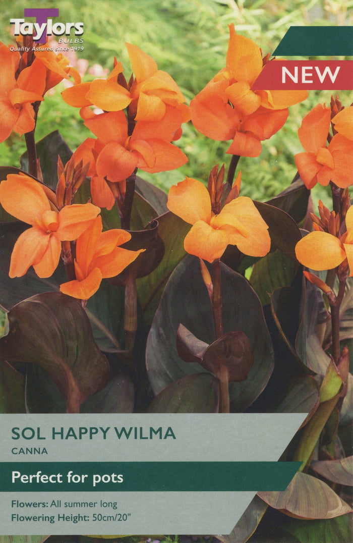 CANNA SOL HAPPY WILMA BULB PACK