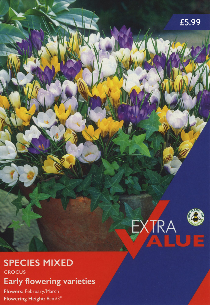 CROCUS SPECIES MIXED (EXTRA VALUE PACK)