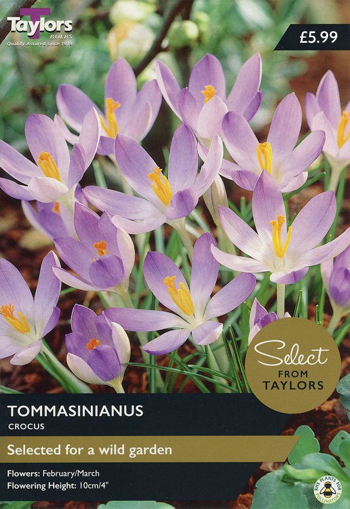 CROCUS TOMMASINIANUS